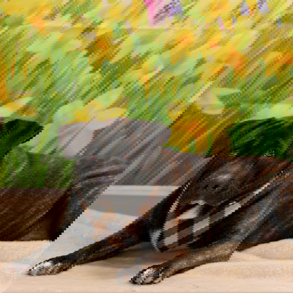 adoptable Dog in Spencer, NY named Trip