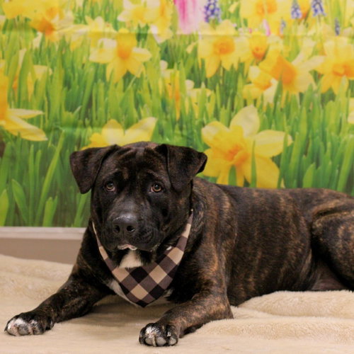 Trip, a dog for adoption from Animal Care Sanctuary