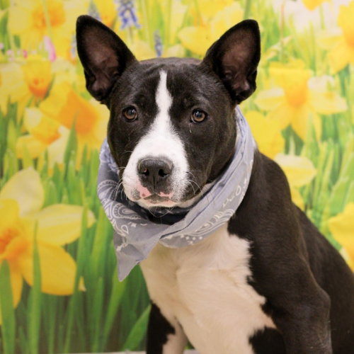 Rowen, a dog for adoption from Animal Care Sanctuary