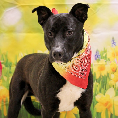 Gatsby, a dog for adoption from Animal Care Sanctuary