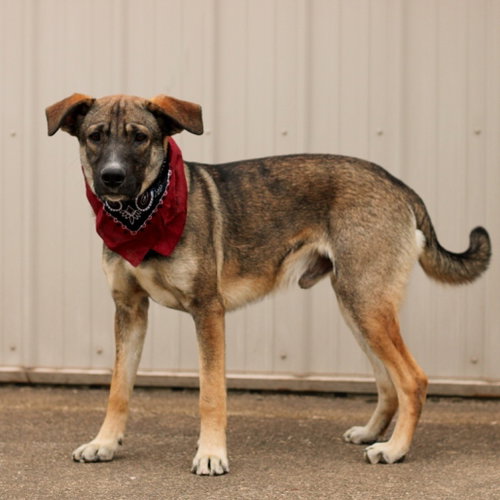 Zane, a dog for adoption from Animal Care Sanctuary