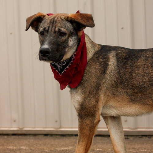 Photo 5 of Zane