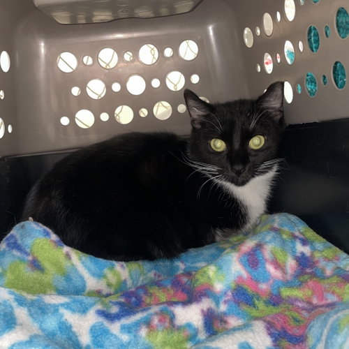 Delilah, Young Domestic Short Hair, cat for adoption in Binghamton, New York