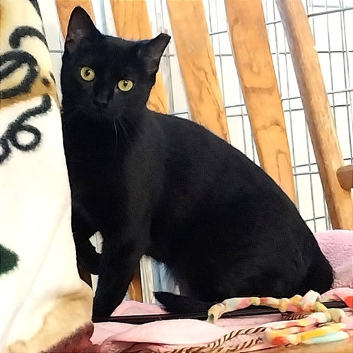 Tia, Young Domestic Short Hair, cat for adoption in Binghamton, New York