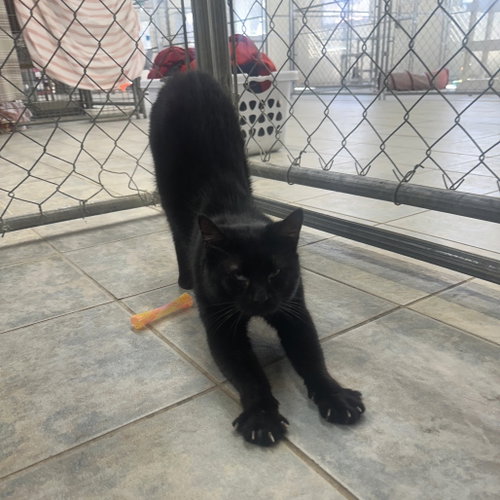 Bernie, Adult Domestic Short Hair, cat for adoption in Binghamton, New York