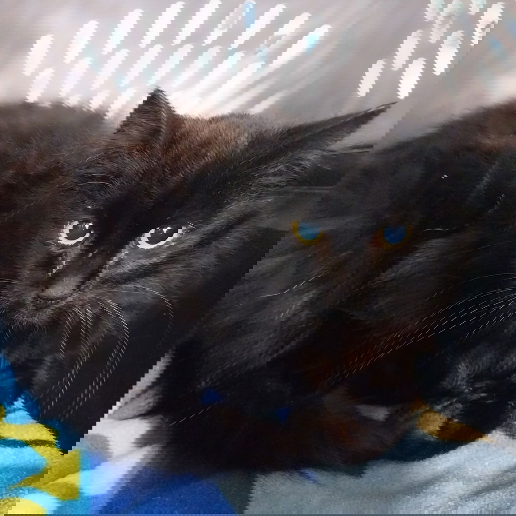 adoptable Cat in Spencer, NY named Estefan