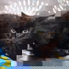 adoptable Cat in  named Estefan