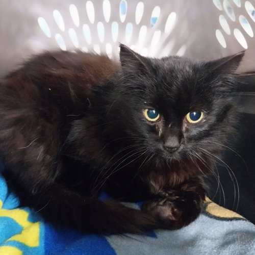 Estefan, Adult Domestic Medium Hair, cat for adoption in Binghamton, New York
