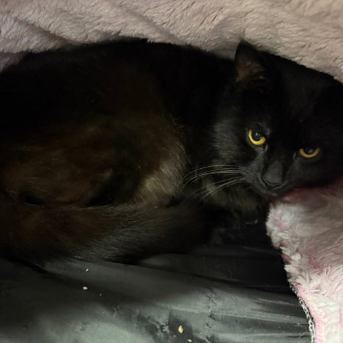 Lennon, Adult Domestic Short Hair, cat for adoption in Binghamton, New York