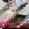 adoptable Cat in Spencer, NY named Angel (Vestal PetSsmart)