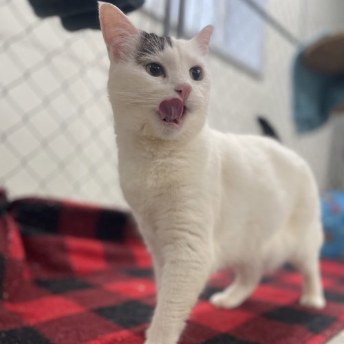 Angel (Vestal PetSsmart), Adult Domestic Short Hair, cat for adoption in Binghamton, New York