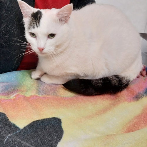 Photo 2 of Angel (Vestal PetSsmart)
