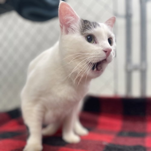 Photo 3 of Angel (Vestal PetSsmart)