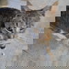 adoptable Cat in spencer, NY named Cool Mama