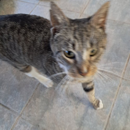 Cool Mama, Adult Domestic Short Hair, cat for adoption in Binghamton, New York