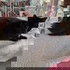 adoptable Cat in spencer, NY named Captain Fuzpaws