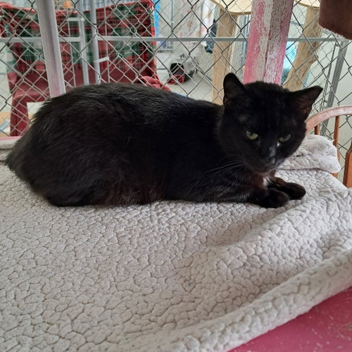 Captain Fuzpaws, Adult Domestic Short Hair, cat for adoption in Binghamton, New York