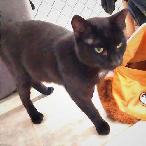 Photo 3 of Captain Fuzpaws