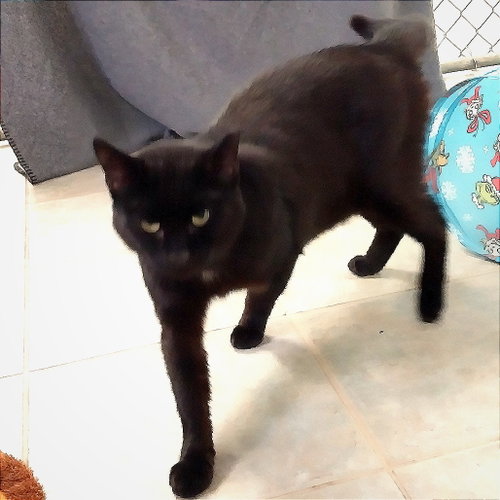 Photo 4 of Captain Fuzpaws