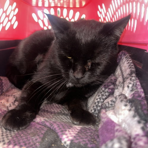 Freedom, Adult Domestic Short Hair, cat for adoption in Binghamton, New York