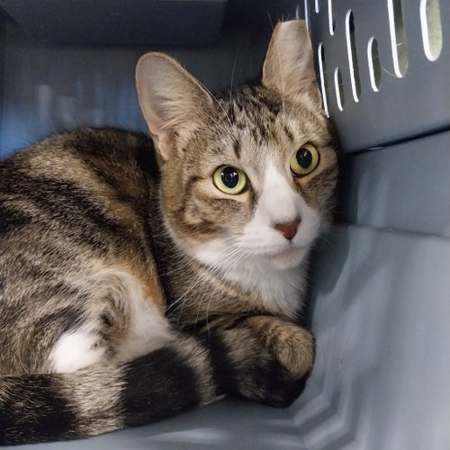 Lena, Adult Domestic Short Hair, cat for adoption in Binghamton, New York