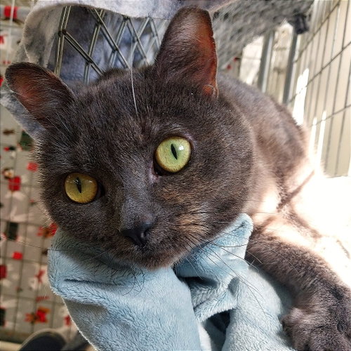Kaycee, Adult Domestic Short Hair, cat for adoption in Binghamton, New York