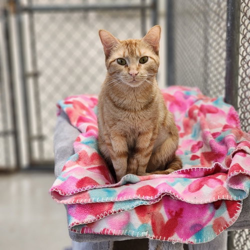 Nikki, Adult Domestic Short Hair, cat for adoption in Binghamton, New York