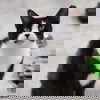 adoptable Cat in spencer, NY named Ludo