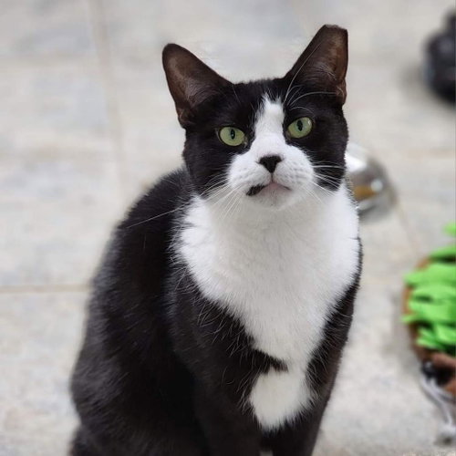 Ludo, Adult Domestic Short Hair, cat for adoption in Binghamton, New York