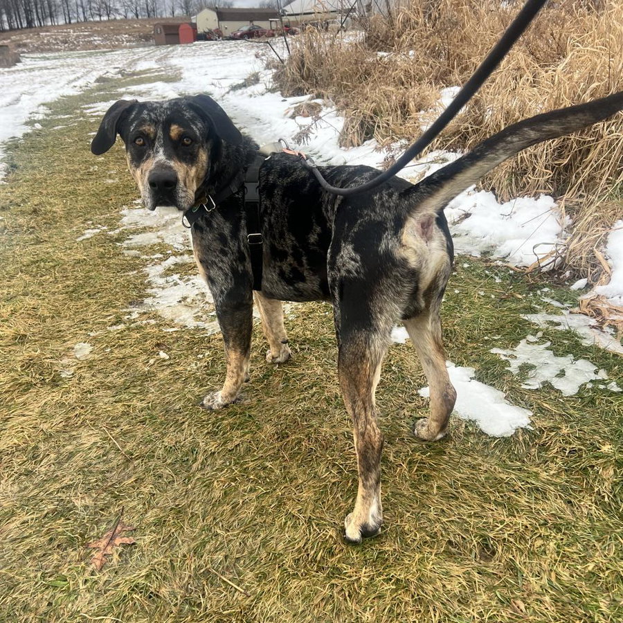 Riggs (Buddy)