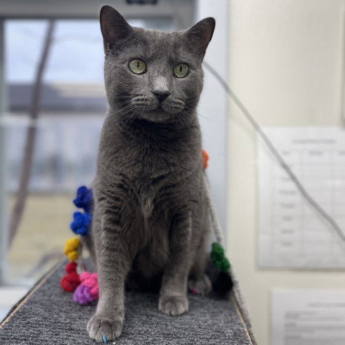 Bean, Adult Domestic Short Hair, cat for adoption in Binghamton, New York