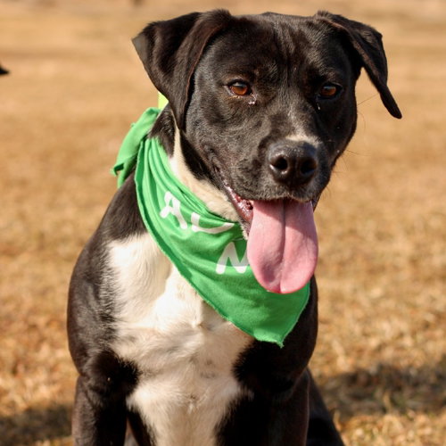 Jule, a dog for adoption from Animal Care Sanctuary