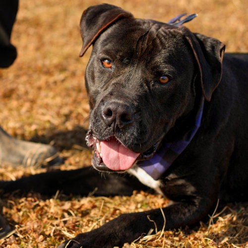 Dexter, a dog for adoption from Animal Care Sanctuary