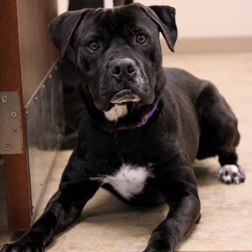 Photo 4 of Dexter