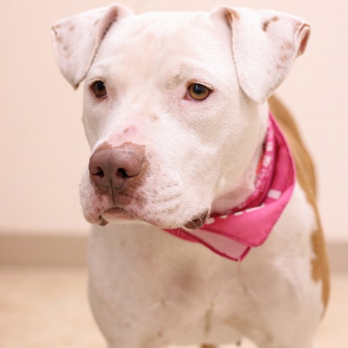 Grace, a dog for adoption from Animal Care Sanctuary