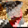 adoptable Dog in  named Tom