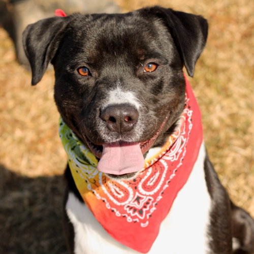 Tom, a dog for adoption from Animal Care Sanctuary