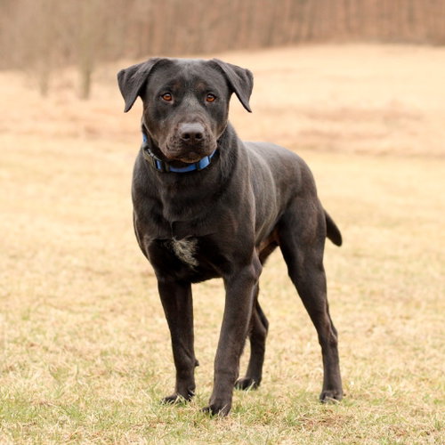 Sean, a dog for adoption from Animal Care Sanctuary