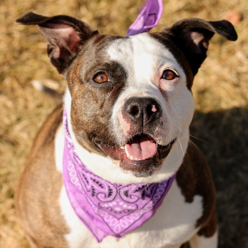 Luna Lou, a dog for adoption from Animal Care Sanctuary