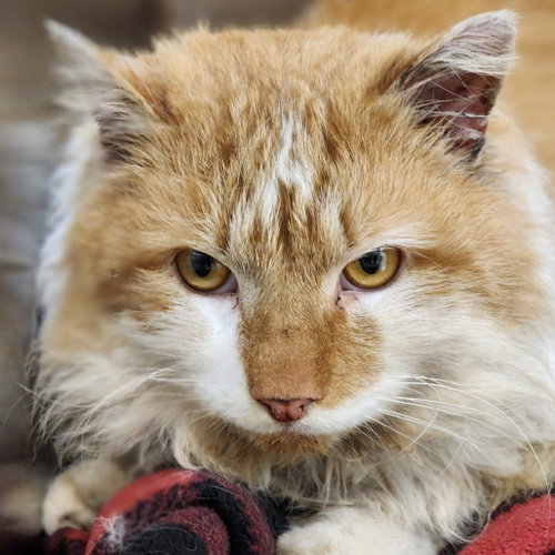 Punky, Adult Domestic Long Hair, cat for adoption in Binghamton, New York