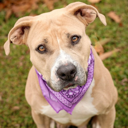 Brooklyn, a dog for adoption from Animal Care Sanctuary