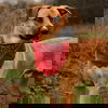 adoptable Dog in  named Clutch