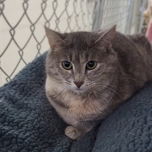 Momo, Young Domestic Medium Hair, cat for adoption in Binghamton, New York