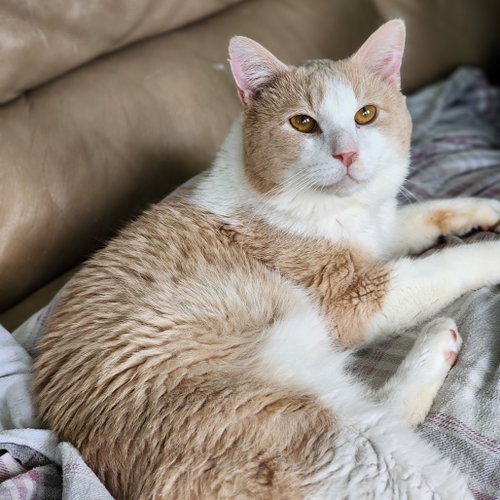Arkadia, Adult Domestic Short Hair, cat for adoption in Binghamton, New York