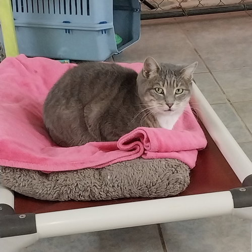 Lokris, Senior Domestic Short Hair, cat for adoption in Binghamton, New York