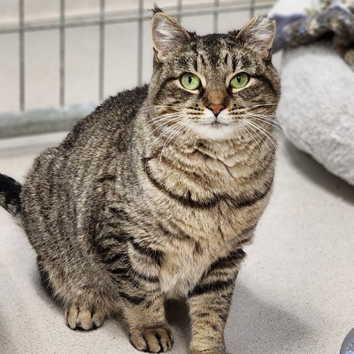 Daisy, Adult Domestic Short Hair, cat for adoption in Binghamton, New York