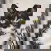 adoptable Cat in spencer, NY named Ghoul