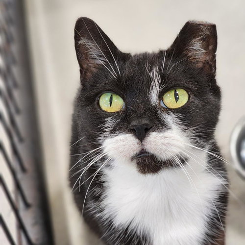 Ghoul, Adult Domestic Short Hair, cat for adoption in Binghamton, New York