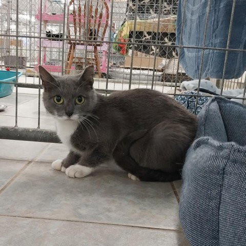 Gobstopper, Adult Domestic Short Hair, cat for adoption in Binghamton, New York