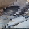 adoptable Cat in spencer, NY named Marinara